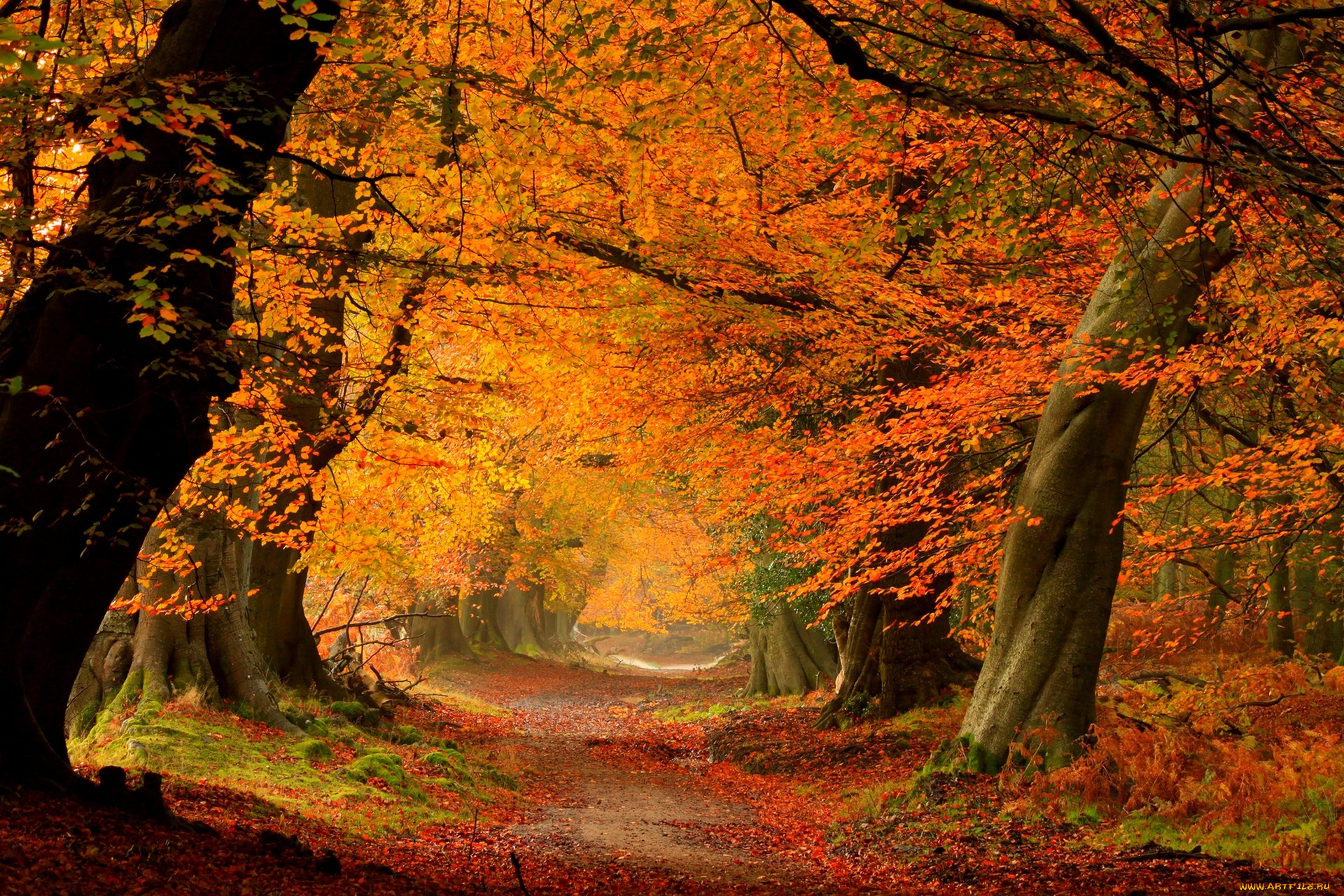 , , path, road, , , colors, walk, , , , fall, autumn, colorful, forest, park, trees, leaves